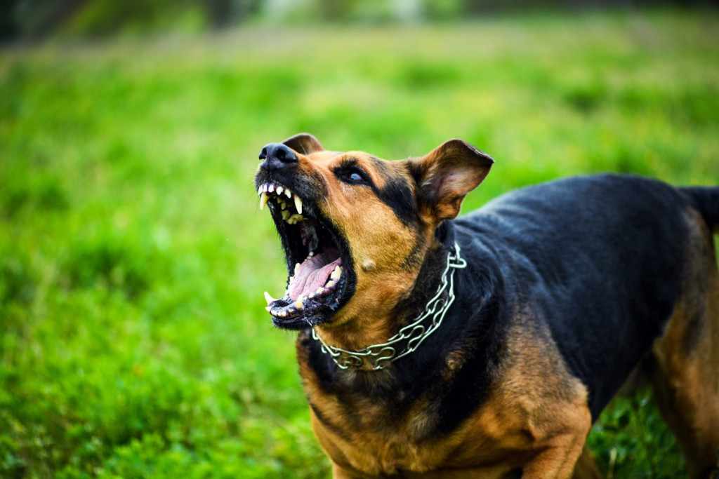 Της επιτέθηκαν τα σκυλιά του γιού της
