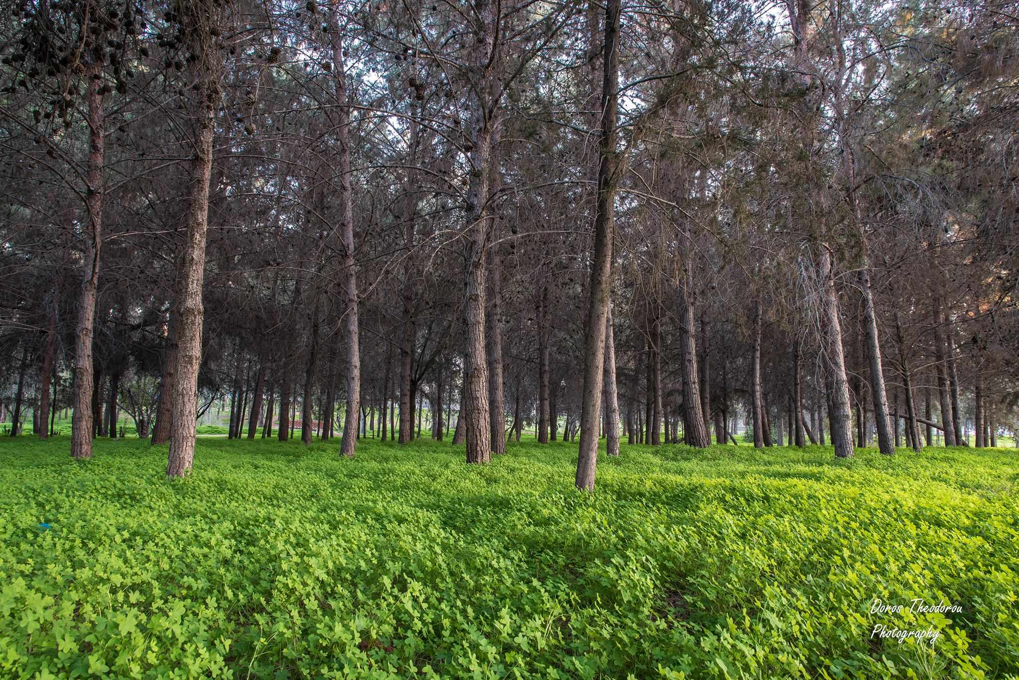 Let's Do it, Cyprus!: Давайте очистим Национальный лесной парк Педагогической академии в Никосии!