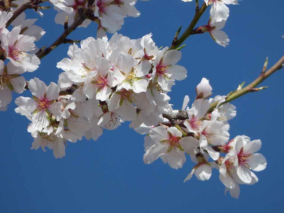 Limnatis: The village of almond trees