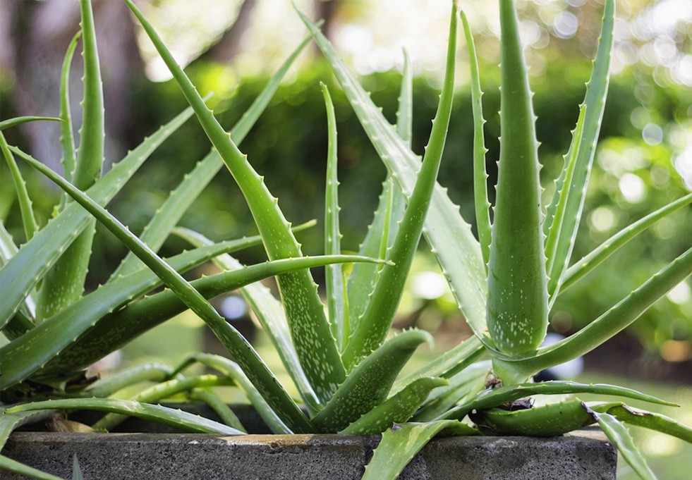 The amazing benefits of aloe vera