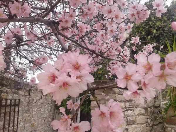 7ο Φεστιβάλ Αμυγδαλιάς στη Γιόλου