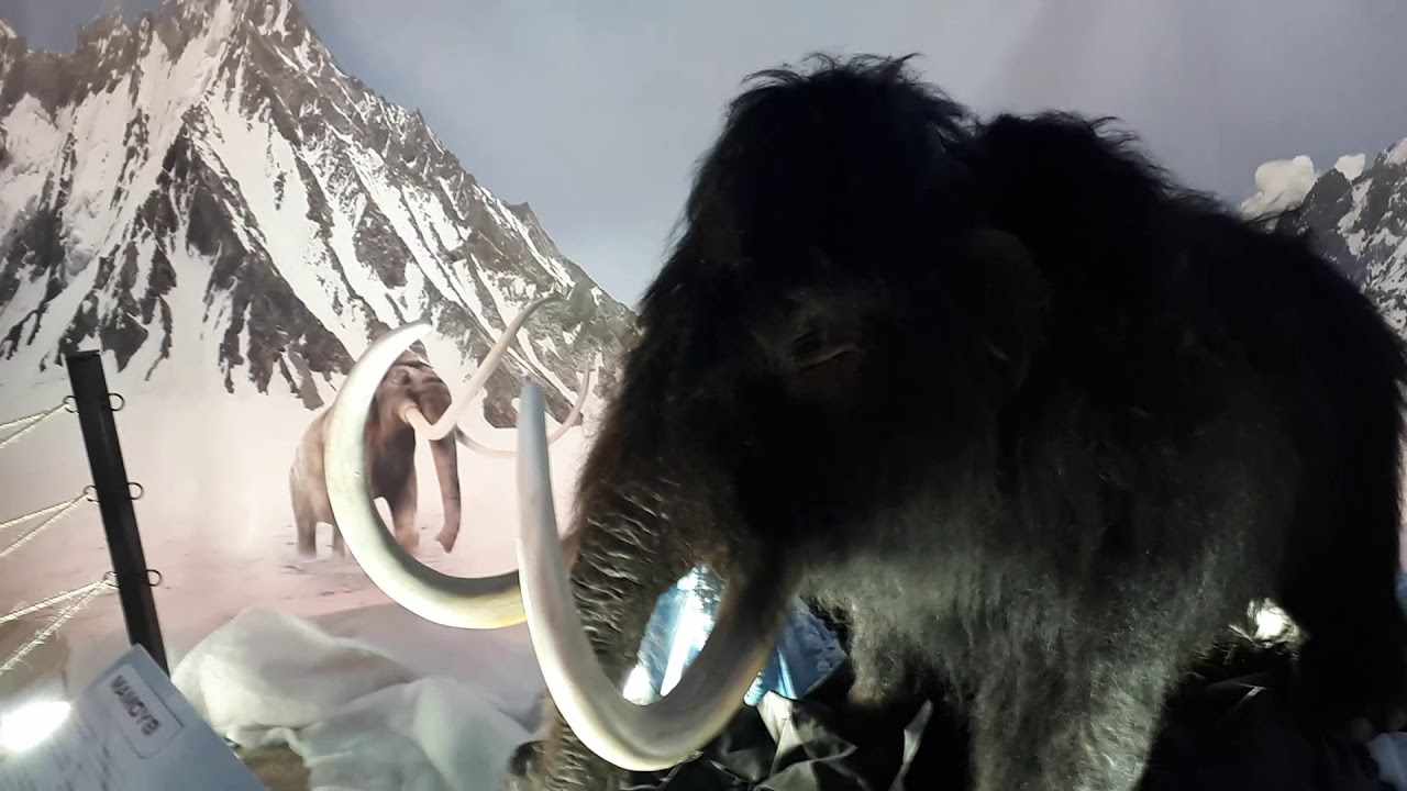 Έκθεση: Ανακάλυψε την Εποχή των Παγετώνων - «Explore the Ice Age»