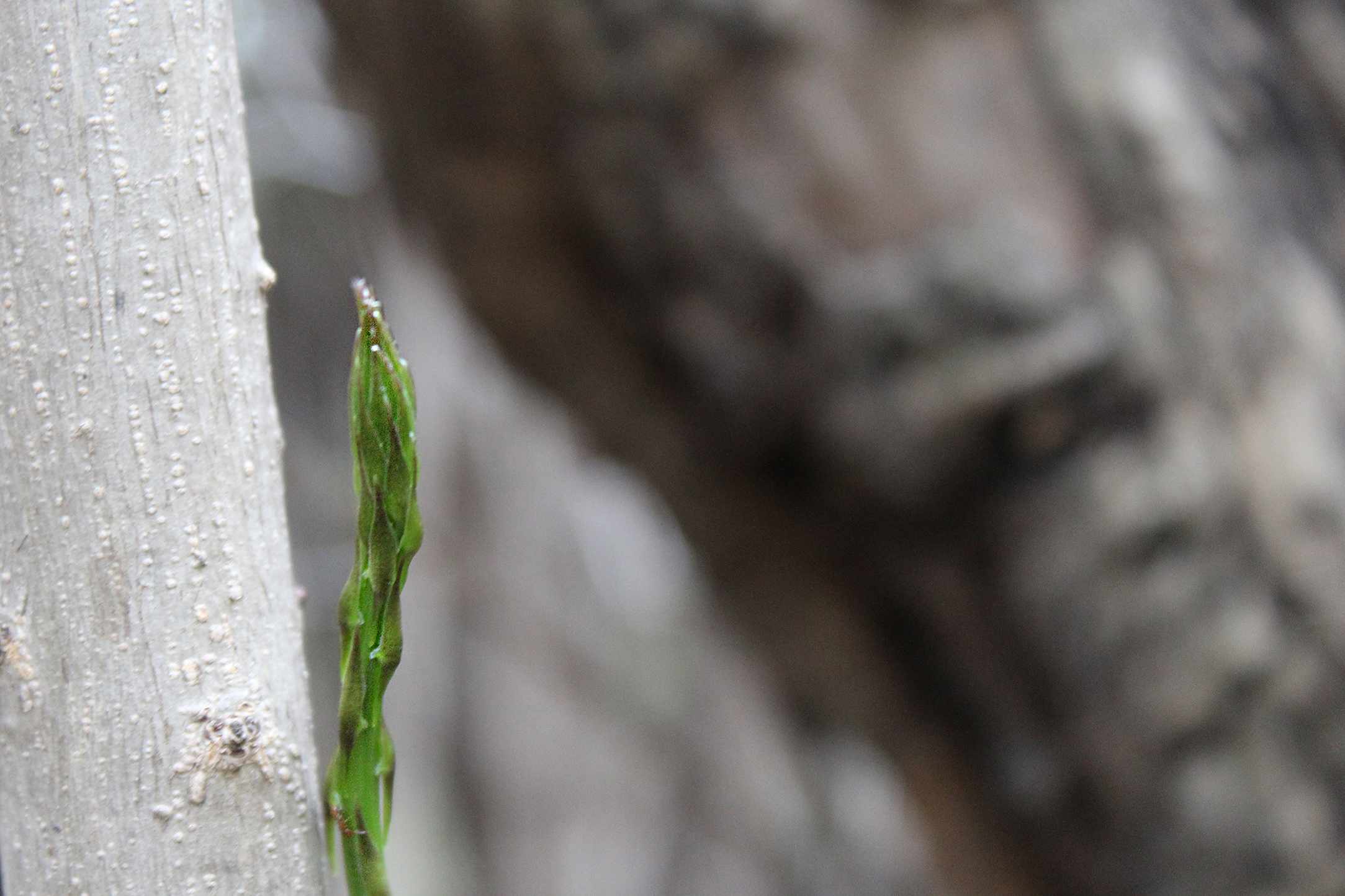 Cypriot Asparagus (Agrelia)