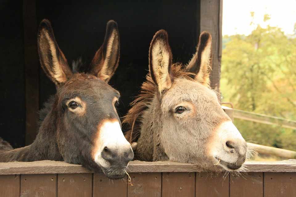 First Herbs & Donkeys Festival