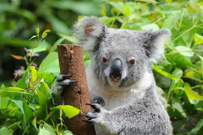 Сбор средств для зоопарка Австралии  Wildlife Warriors