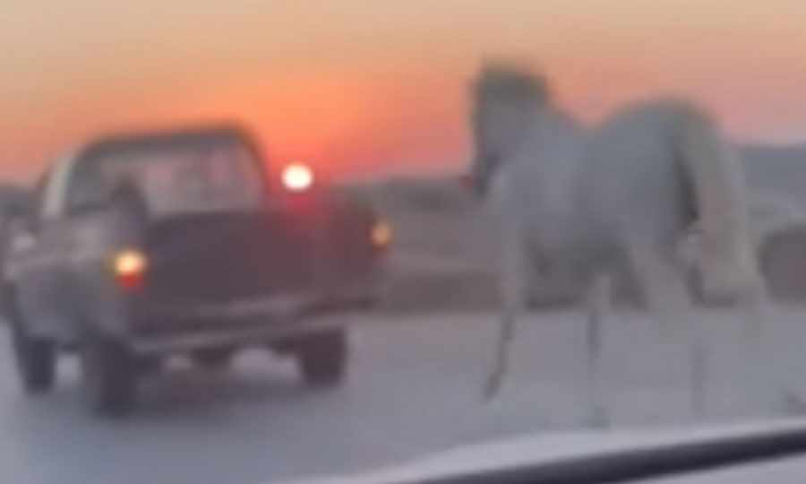 Μύκονος: Έδεσαν άλογο με σχοινί και το έσερναν με αγροτικό αυτοκίνητο (video)