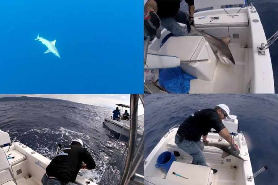 Σπάνιο είδος Καρχαρία πιάστηκε στον Ακάμα.... μόλις 1.5Km από την ακτή