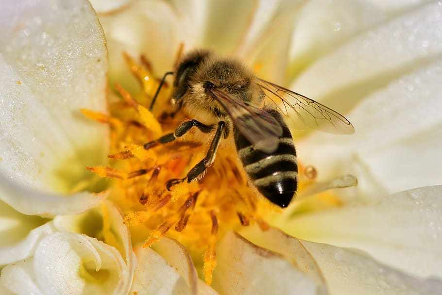 The bee's "bread" and its benefits