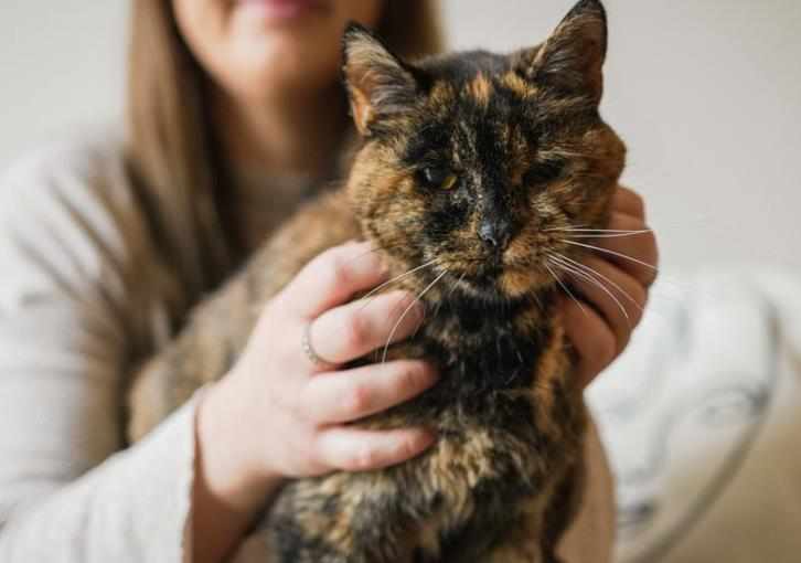 Η Flossie είναι η γηραιότερη γάτα στον κόσμο και μπήκε στο βιβλίο Γκίνες