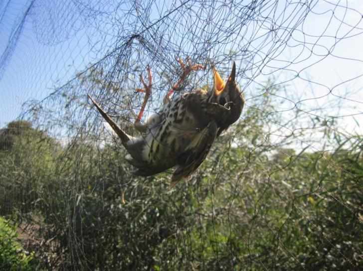 €10 πρόστιμο για κάθε αμπελοπούλι