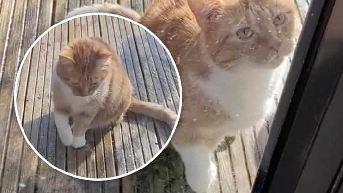 Γάτα με οσκαρική ερμηνεία: Προσποιήθηκε τραυματισμό για να μπει σπίτι