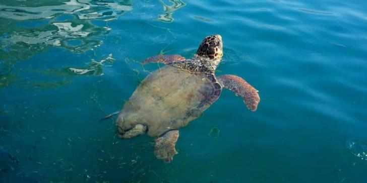 Κοινοτάρχης θα ανασκάψει σηματοδοτημένες φωλιές χελωνών