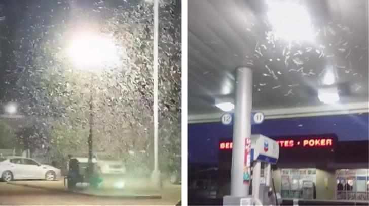 «Εισβολή» από ακρίδες στο Λας Βέγκας