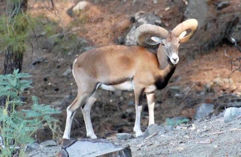 Χειροπέδες σε δύο ακόμα άτομα
