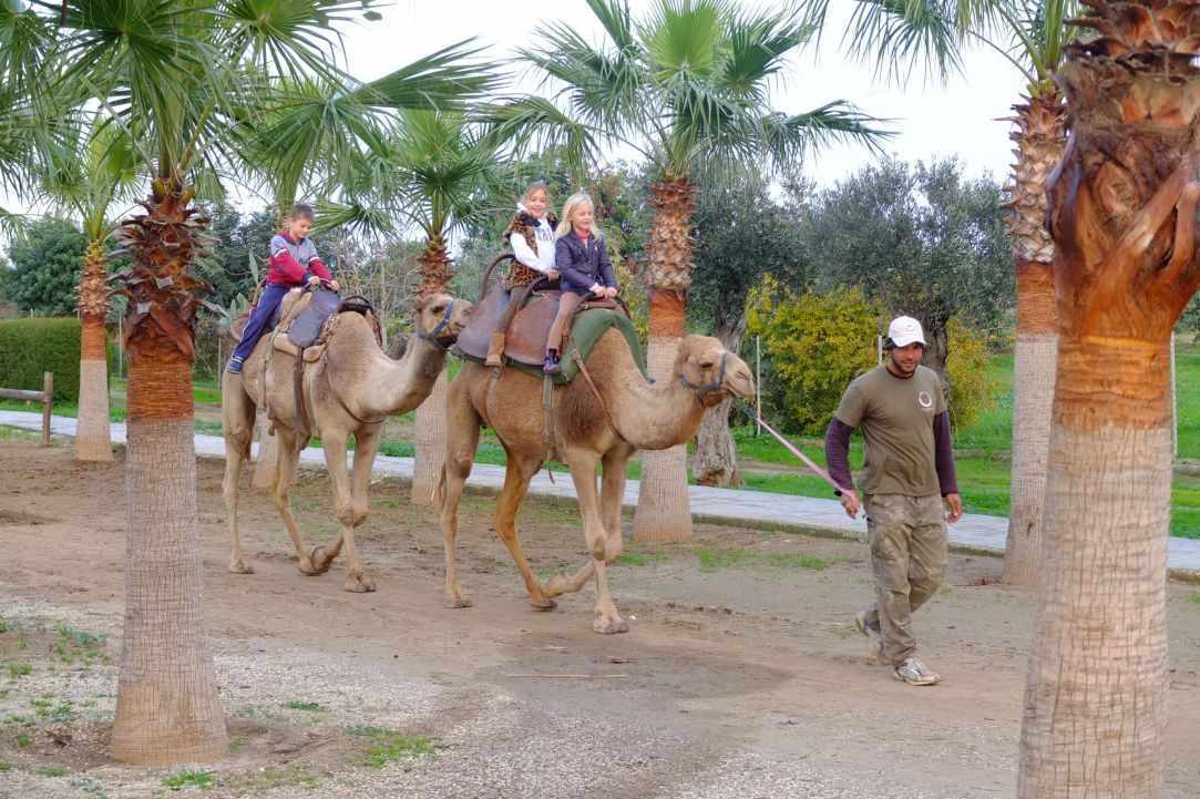 Парк верблюдов в деревне Мазотос, в области Ларнаки