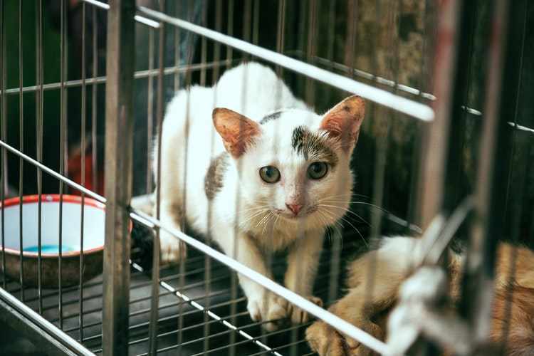 Animals abuse at a kebab house