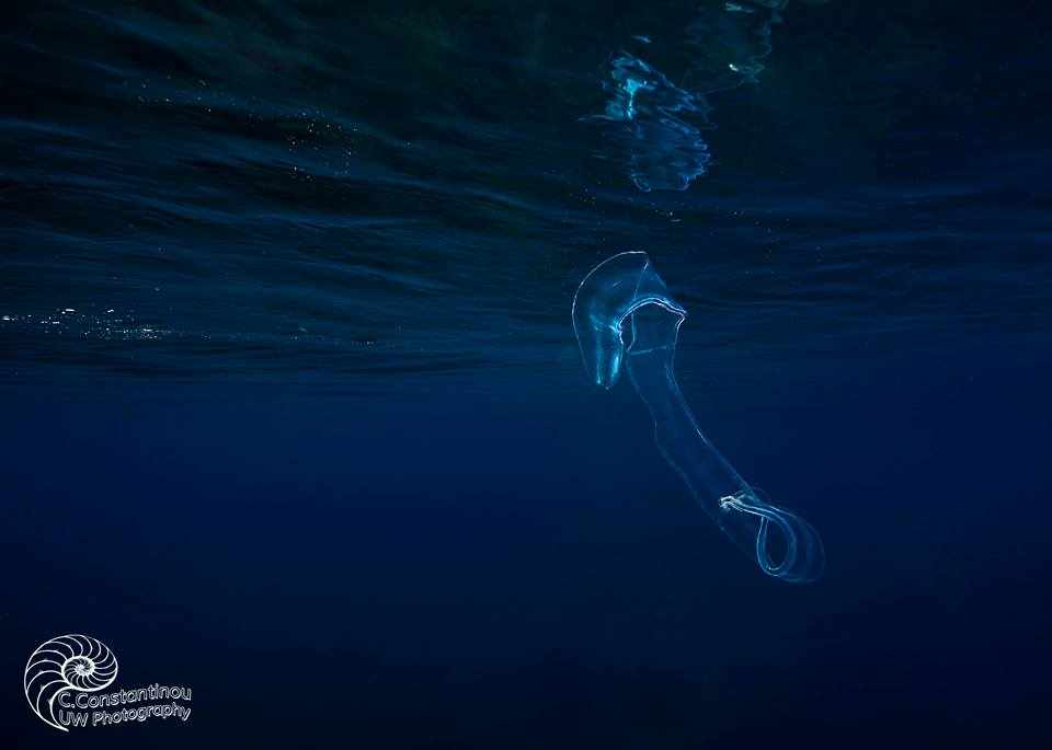 Jellyfish in Cyprus