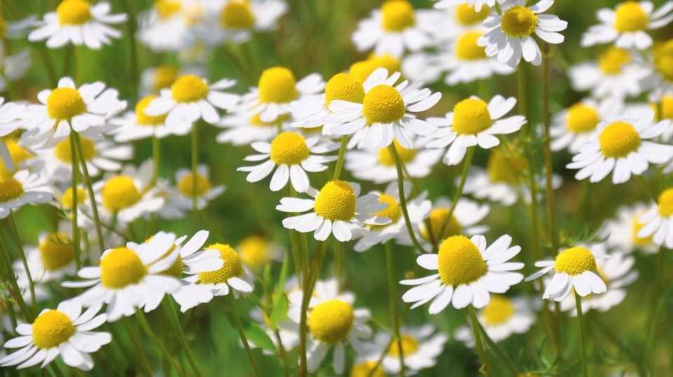 Chamomile. Learning about herbs.