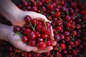 Let's go to the Cherry Festival!!