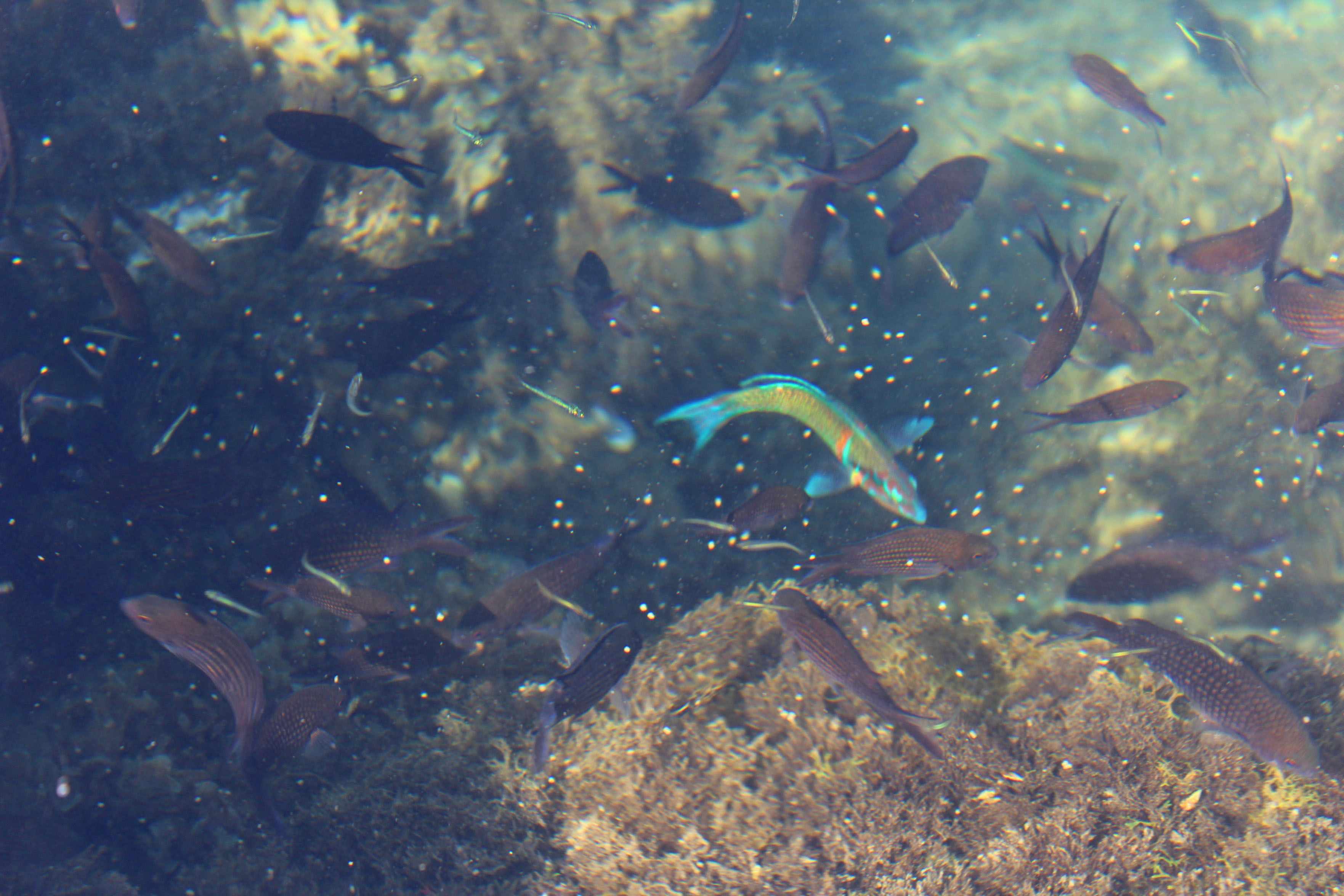 Simple fishing in Cyprus