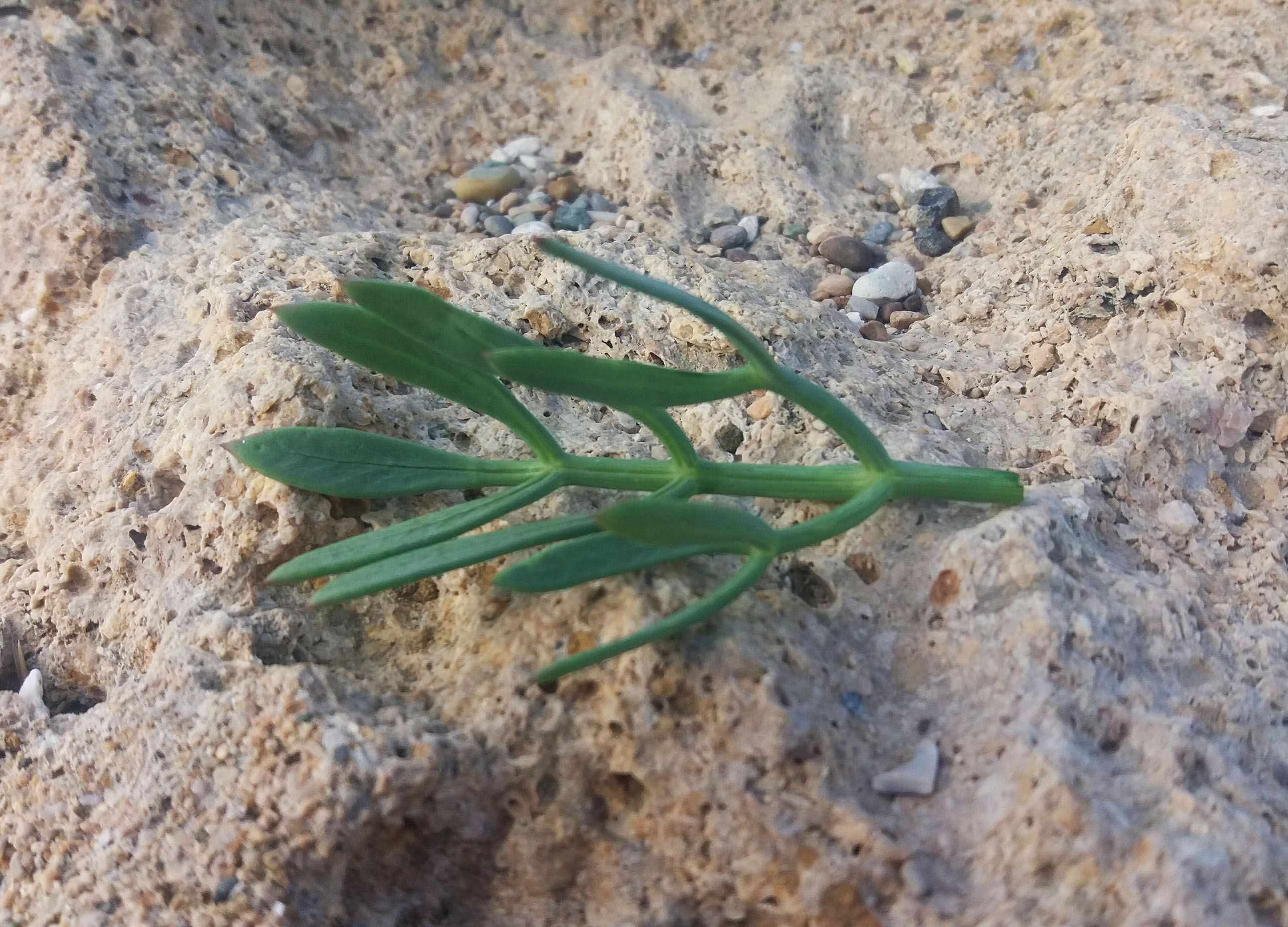 Crithmum (Sea fennel or Rock samphire)