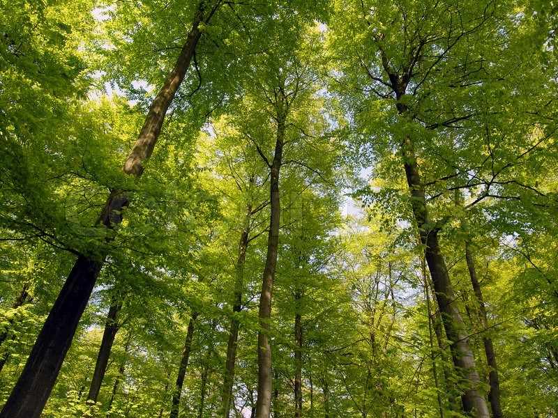 800 000 деревьев будут посажены в 4 крупных городах Кипра в ближайшие месяцы