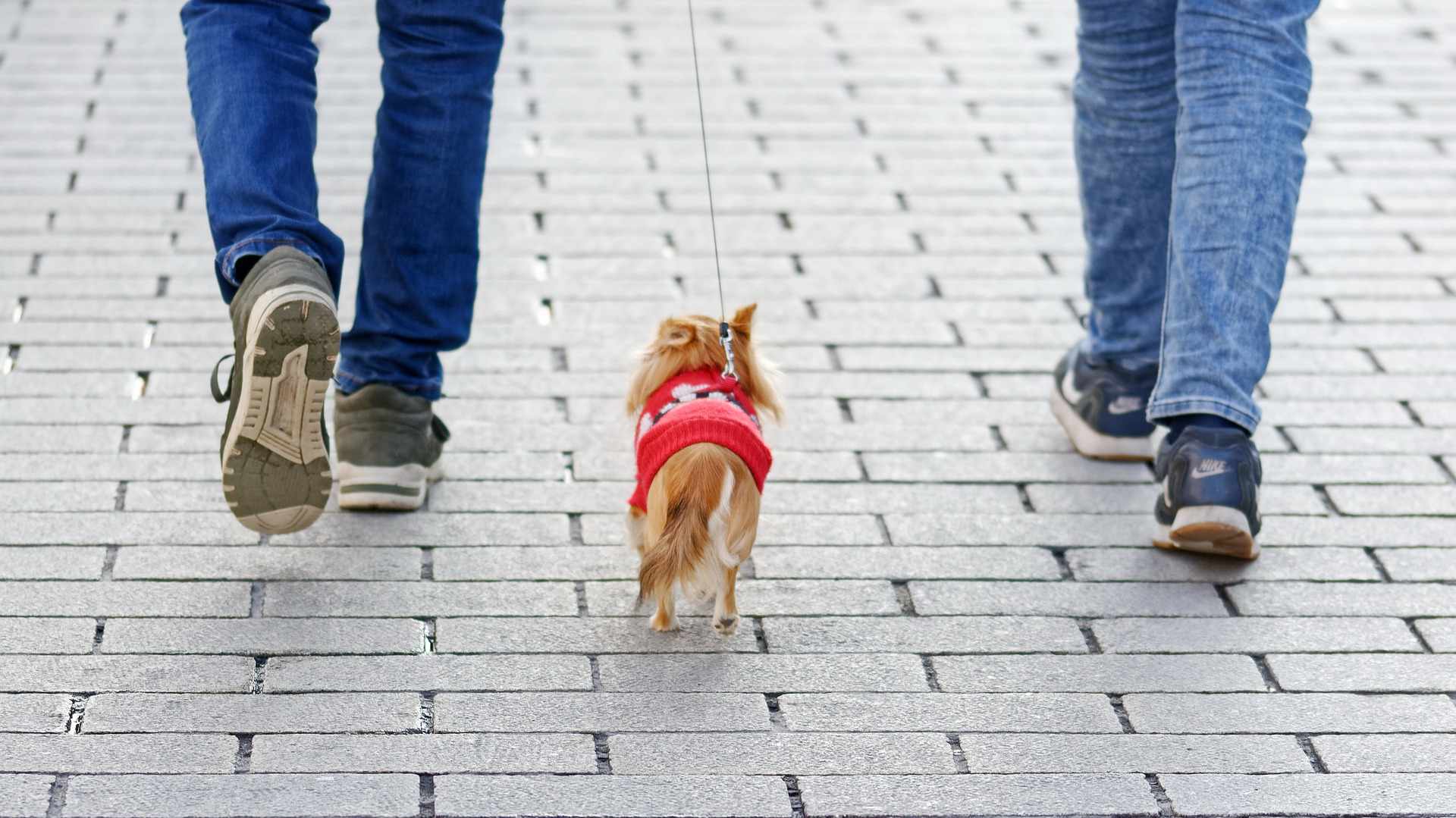 €100 πρόστιμο σε ιδιοκτήτες σκύλων αν...