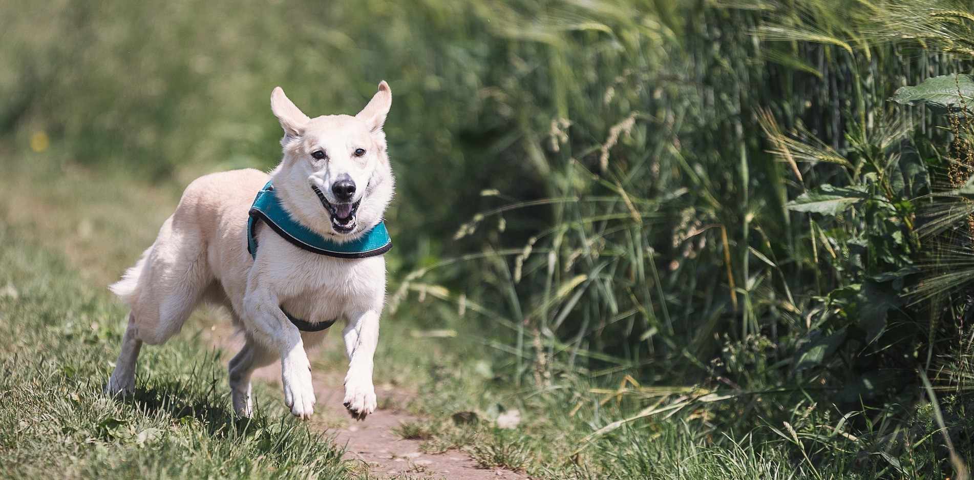 Η Λεμεσός αποκτά το πρώτο πάρκο για σκύλους