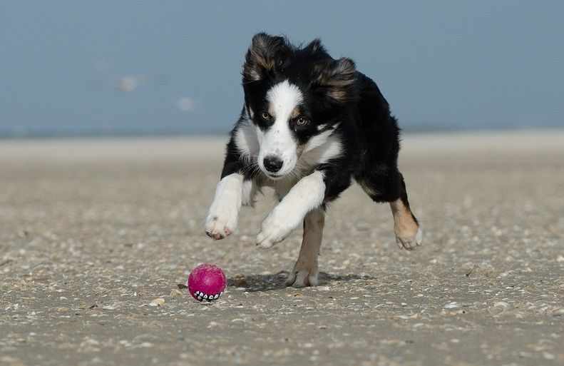 Dog Friendly Beaches in Cyprus