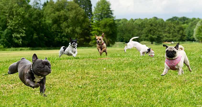 Limassol Municipality gets the first park for dogs!