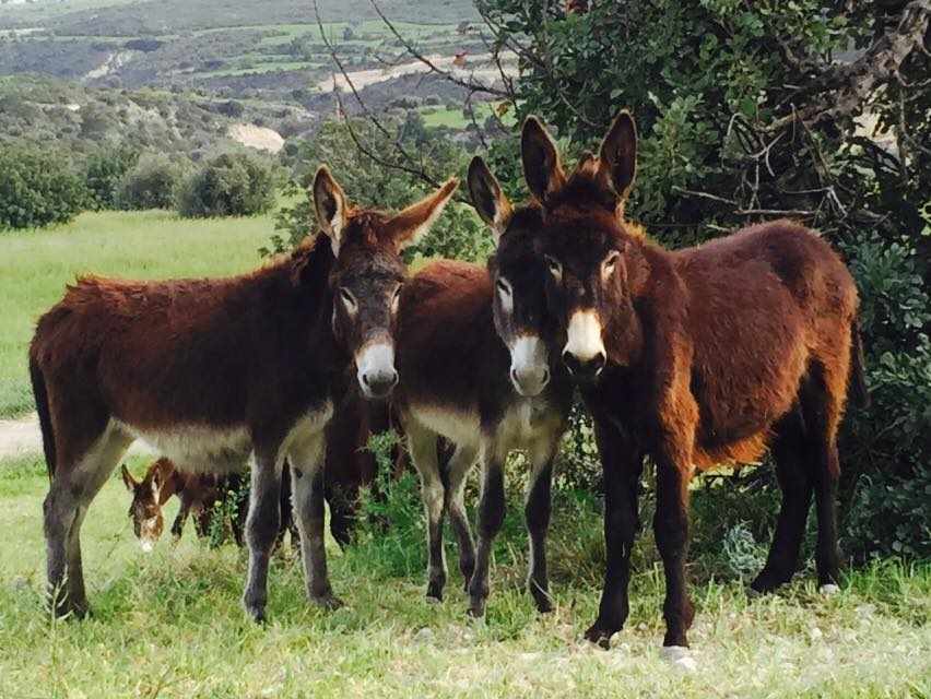 H «Golden Donkey Farm» στη Σκαρίνου γιορτάζει τα 4 χρόνια λειτουργίας της..
