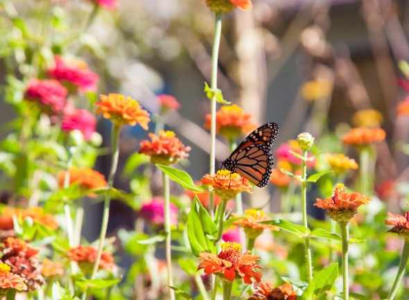 2nd Limassol Spring Festival