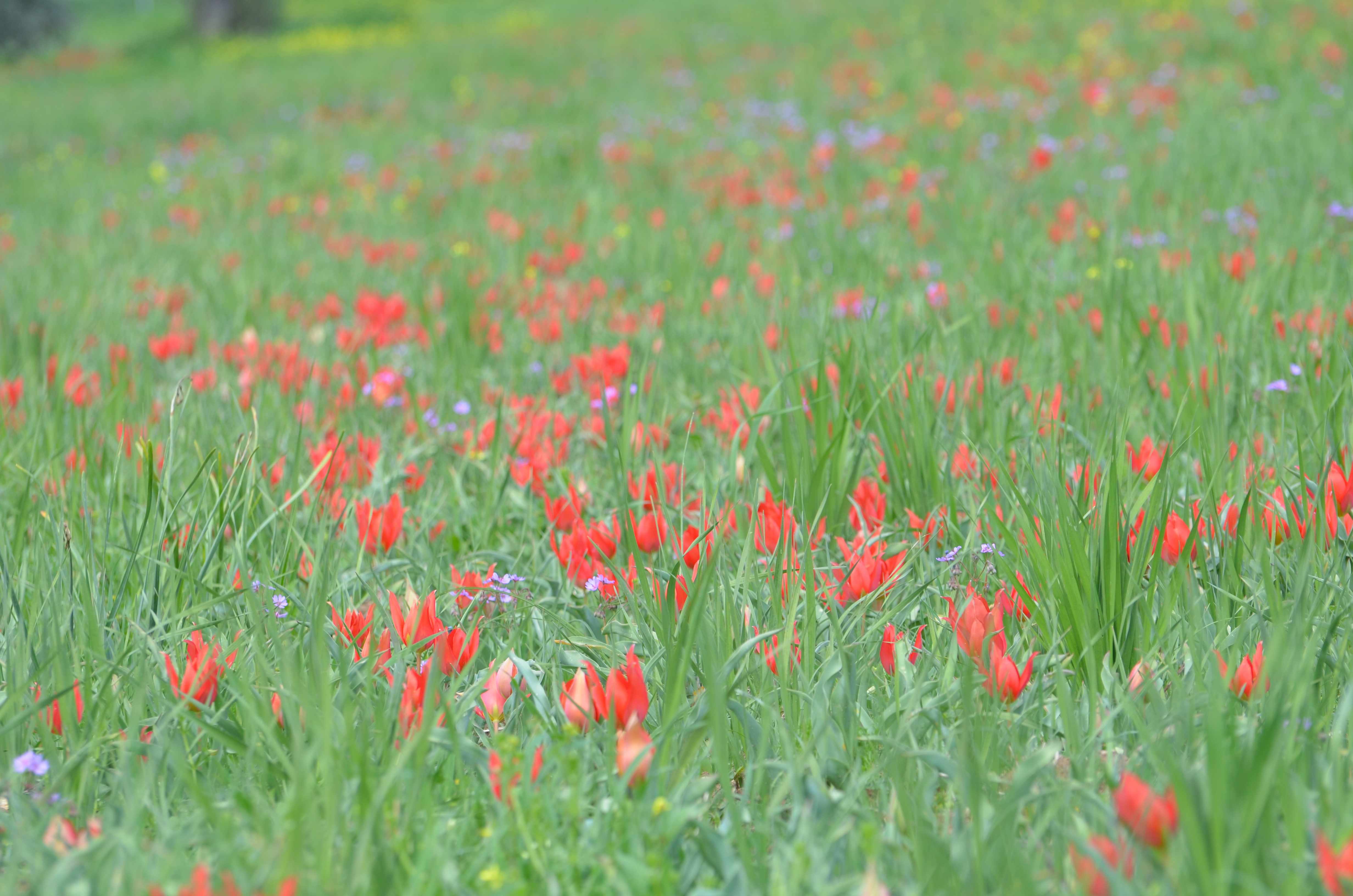 Tulip Festival in Polemi