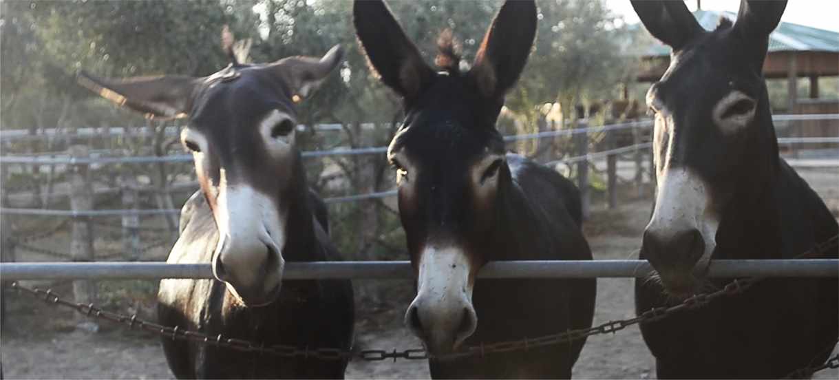 Petrides Farm Park