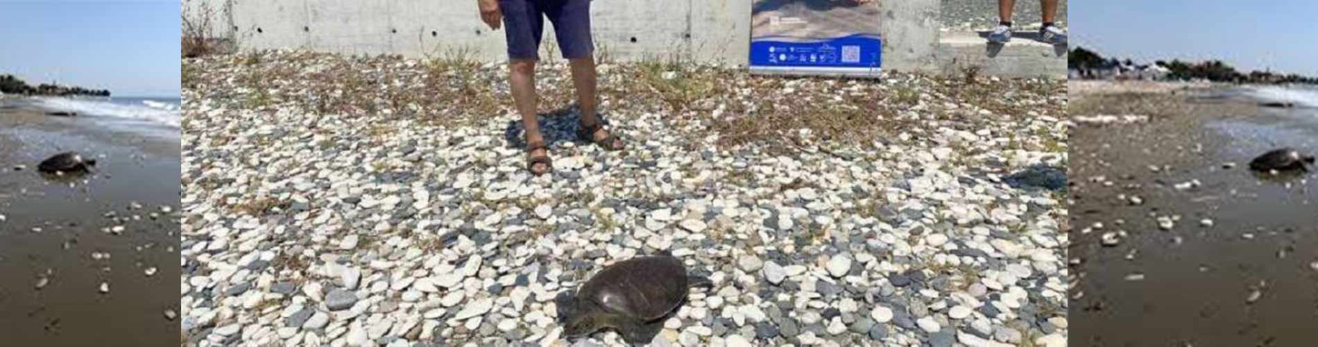 Επέστρεψε στη θάλασσα η πράσινη χελώνα «Ελπίδα»