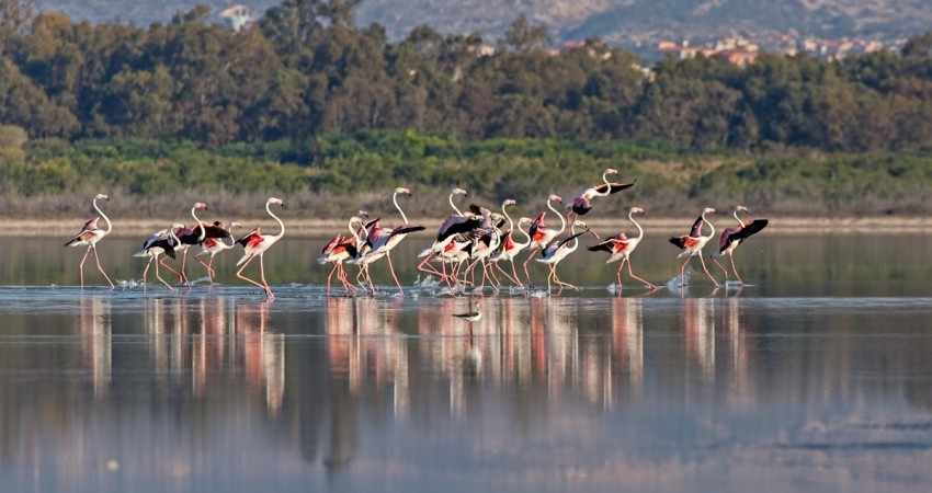 Akrotiri Marsh