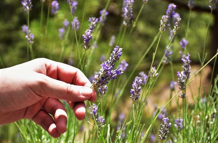 Το Φεστιβάλ Λεβάντας επιστρέφει στον μαγευτικό βοτανόκηπο του Cyherbia