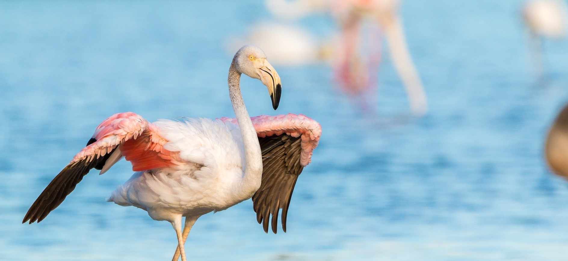Θαυμάζουμε τα φλαμίνγκο χωρίς να τα ενοχλούμε