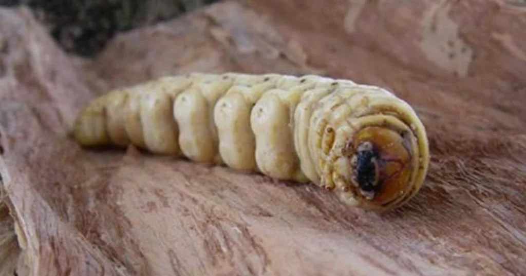 15 από τα πιο παράξενα φαγητά του κόσμου