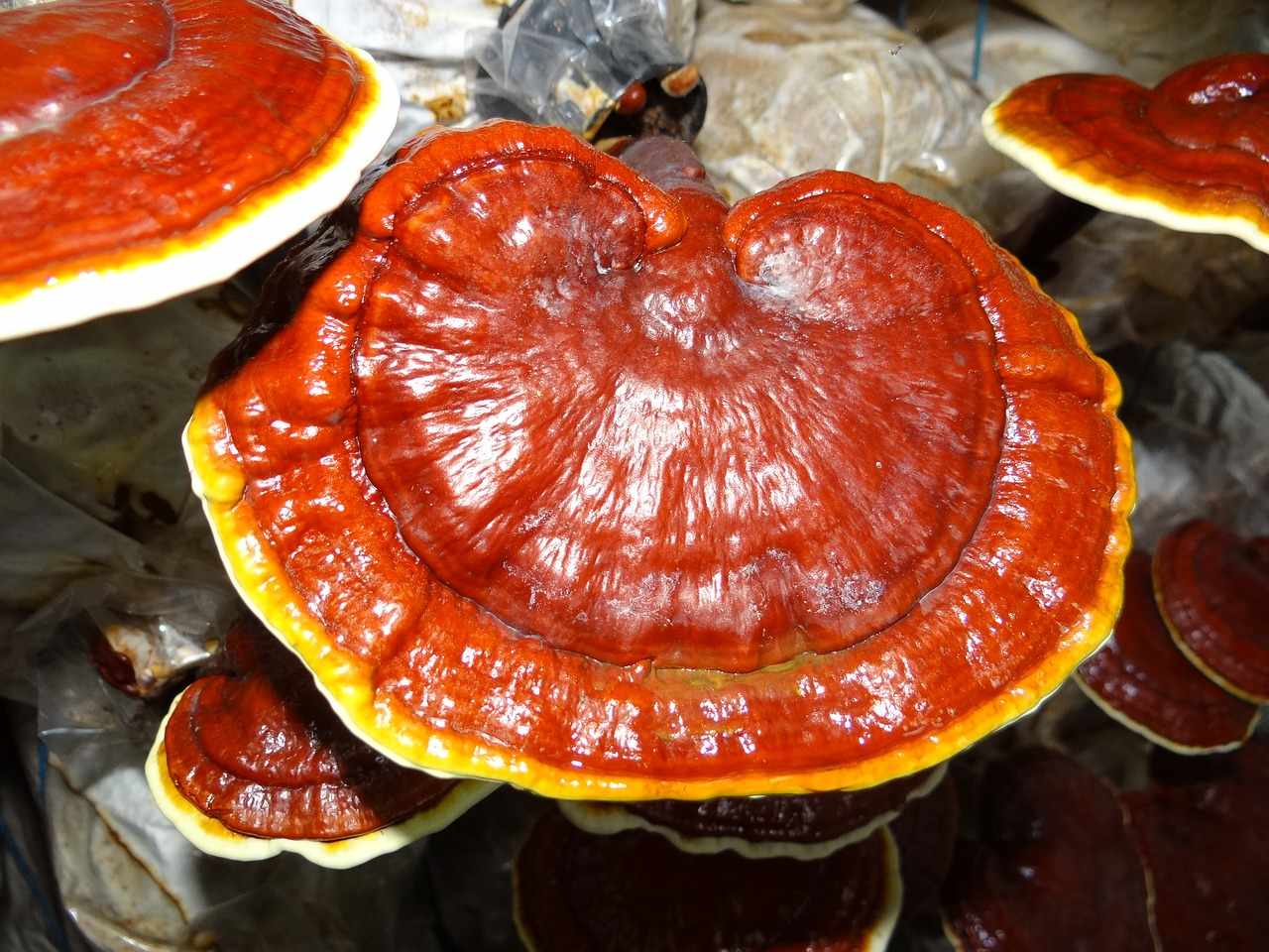 A mushroom called Ganoderma