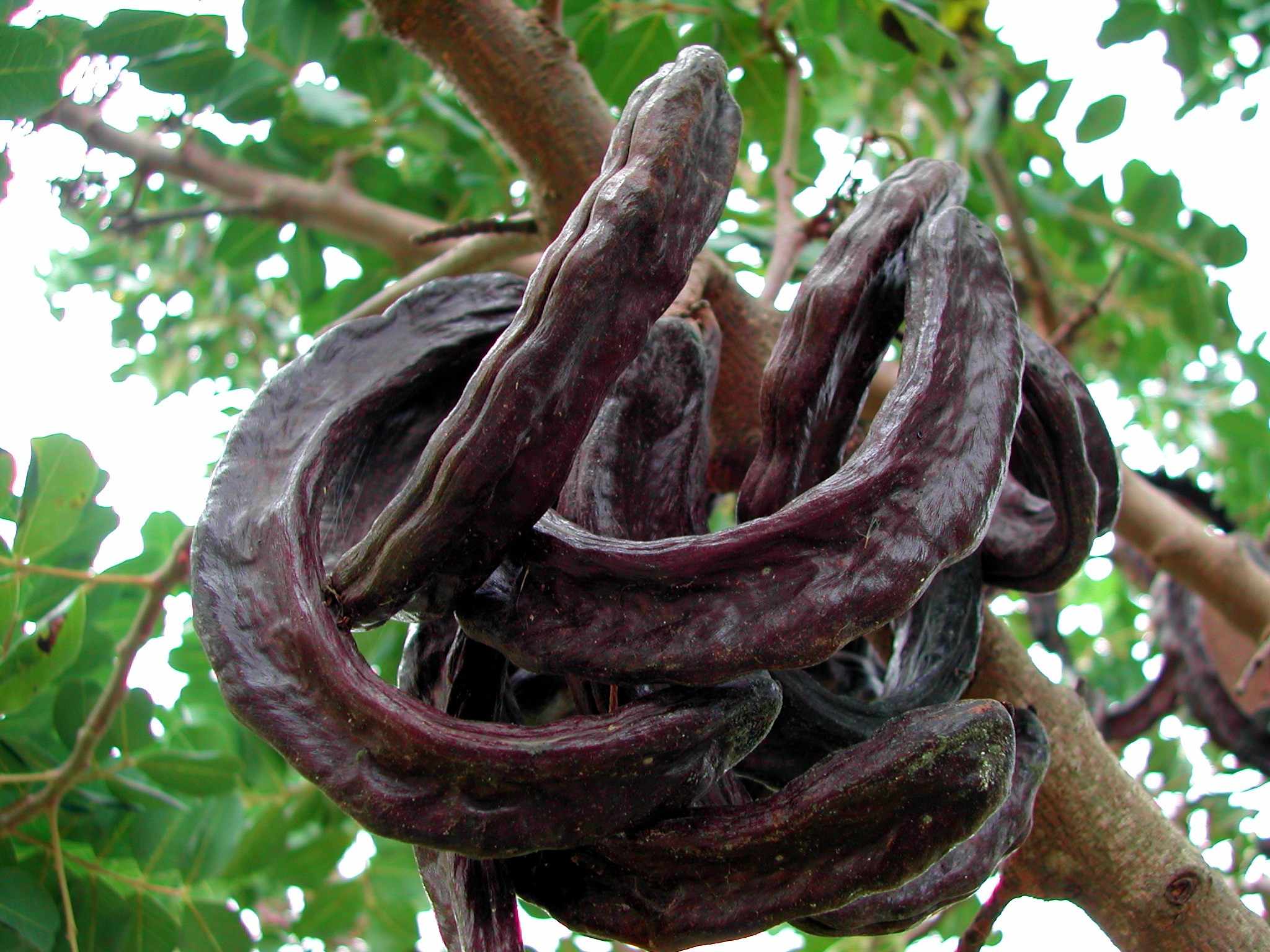 7th Annual Carob Festival in Pegeia