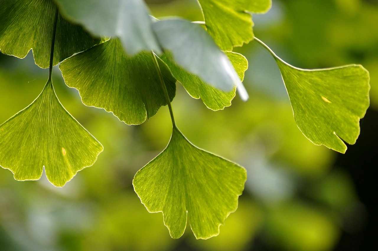 Ginkgo Biloba, the oldest plant