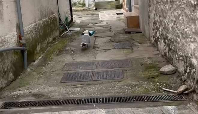 Καβάλα: Γλάρος "κλέβει" κρουασάν και γαριδάκια από περίπτερο