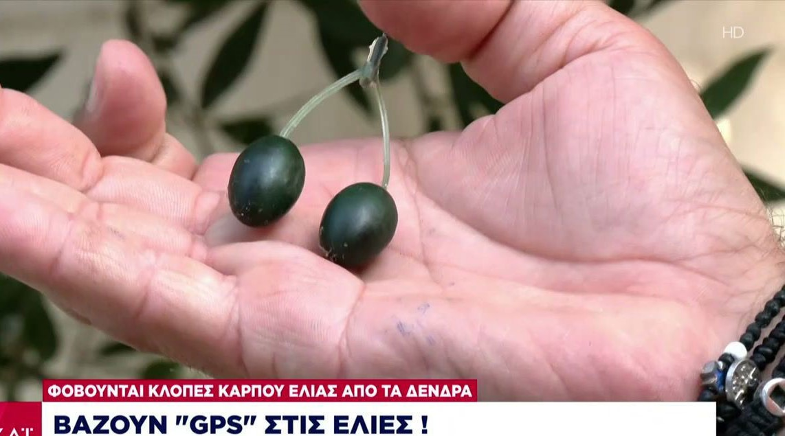 GPS σε σχήμα ελιάς για να μην κλέβουν τις σοδειές