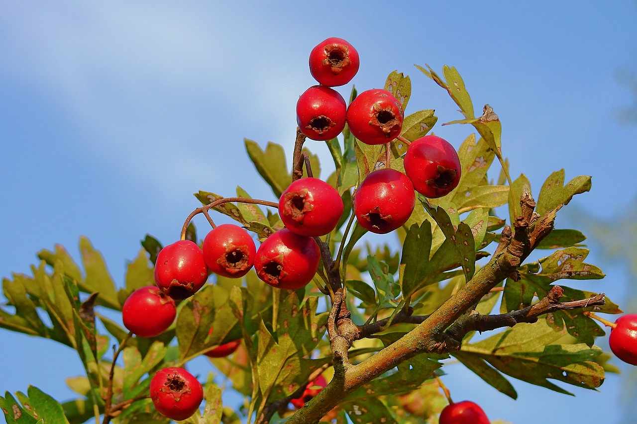 Meet the Hawthorn