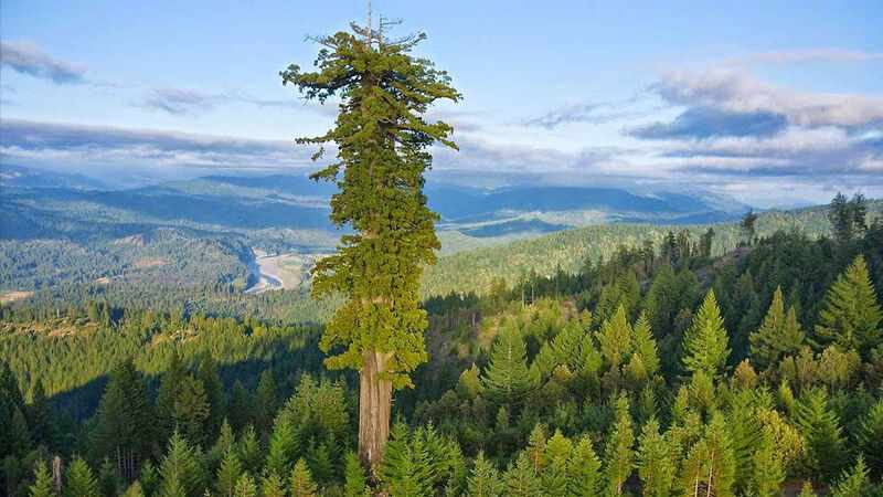 Τέλος οι επισκέπτες για το ψηλότερο δέντρο του κόσμου, αλλιώς... πρόστιμο