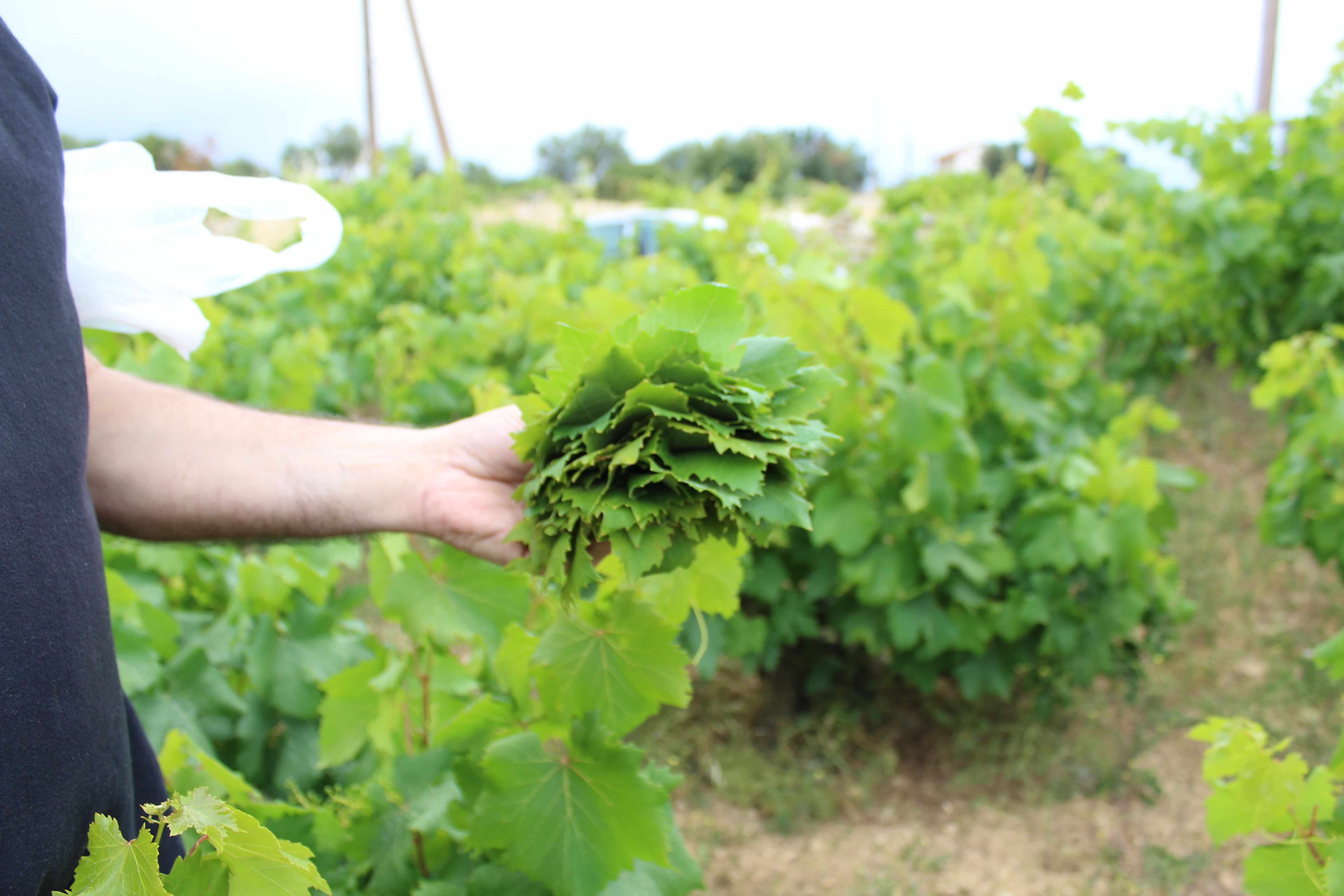 How to harvest and prepare vine leaves.