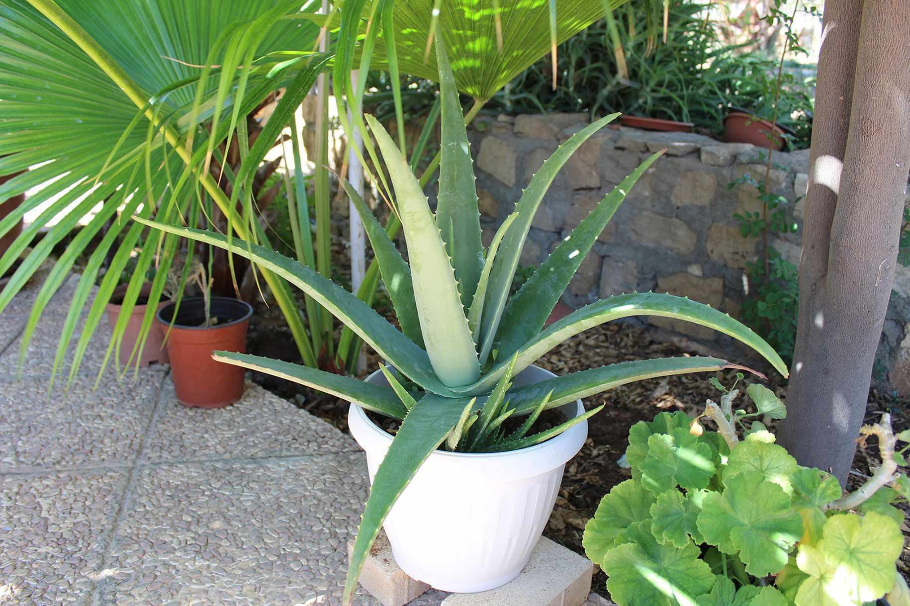 What scientists say about Aloe Vera?