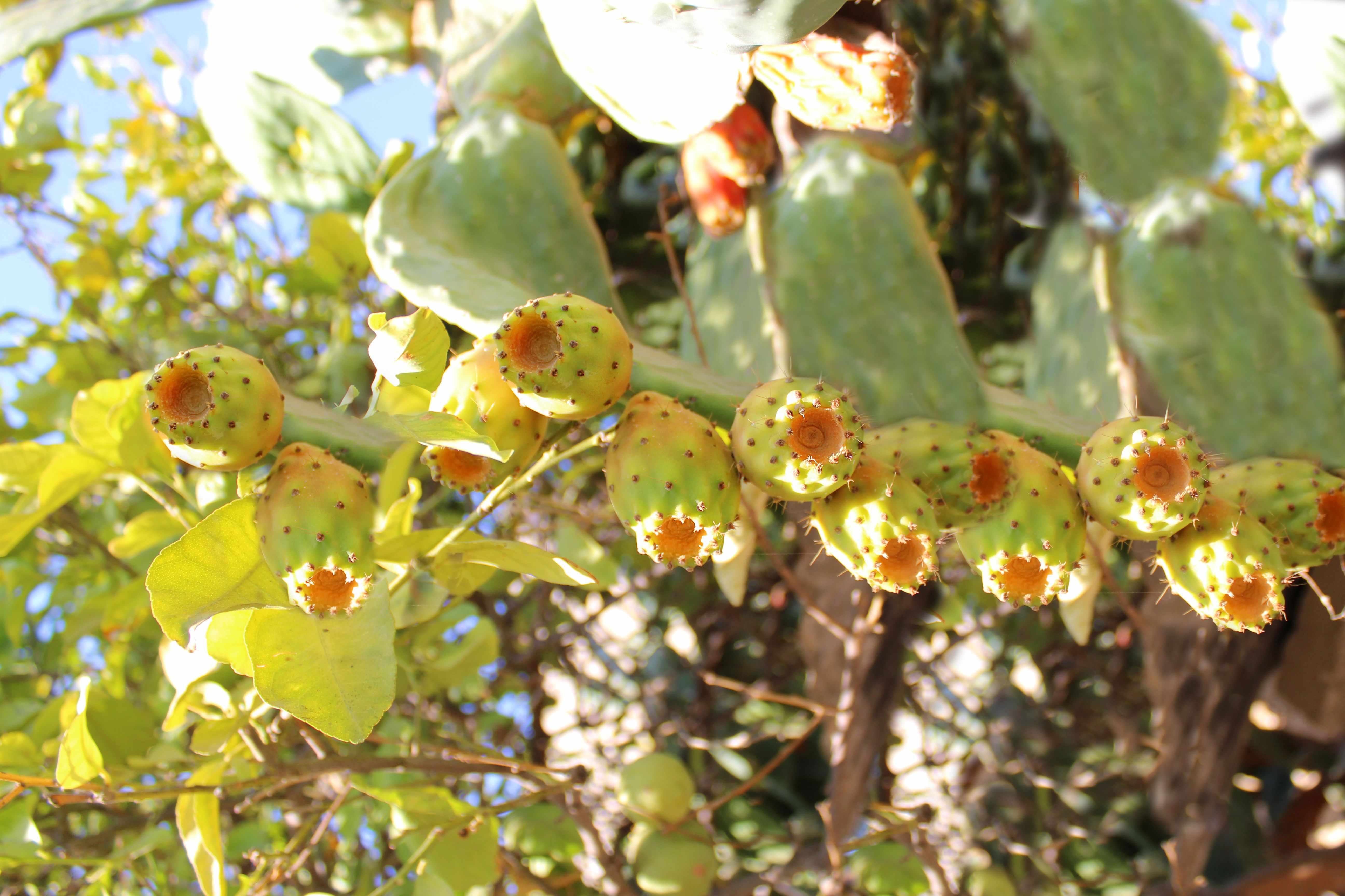 Prickly Pear