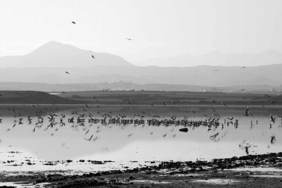 Larnaka  Salt Lake